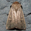 Ursula Wainscot Moth