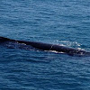 Antarctic minke whale