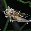 Cricket infected by Cordyceps fungus