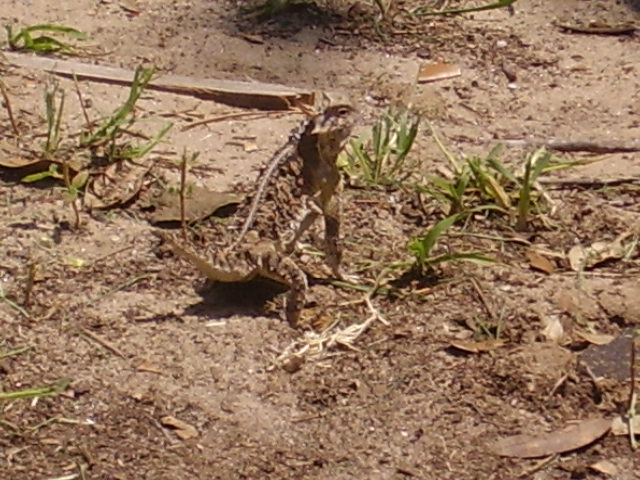 Texas horned lizard