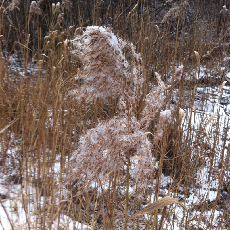 Phragmites