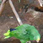 Yellow-crowned Amazon