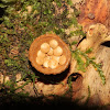 Bird's Nest Fungi