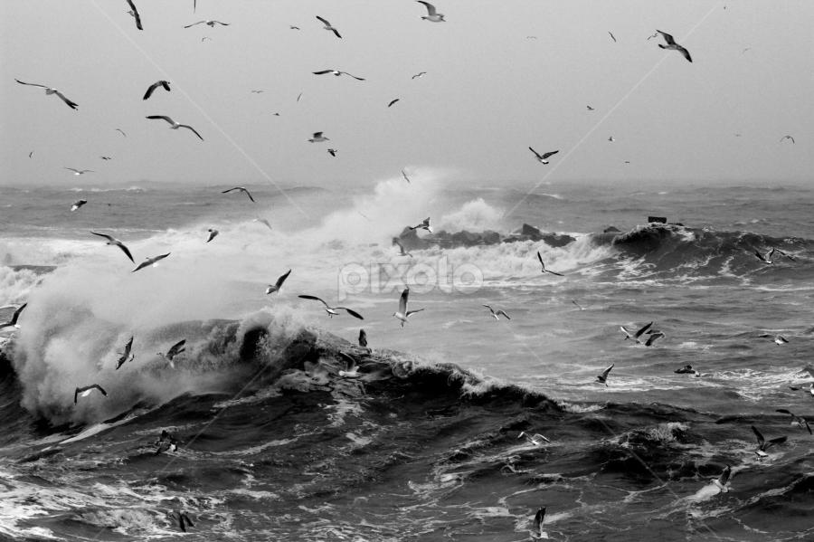 Black Sea by Stramboaia Gelu - Black & White Landscapes