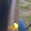 Goldenrod crab spider