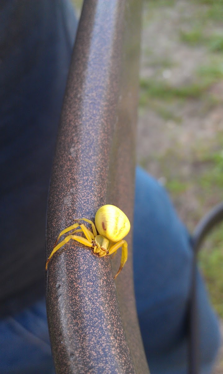 Goldenrod crab spider