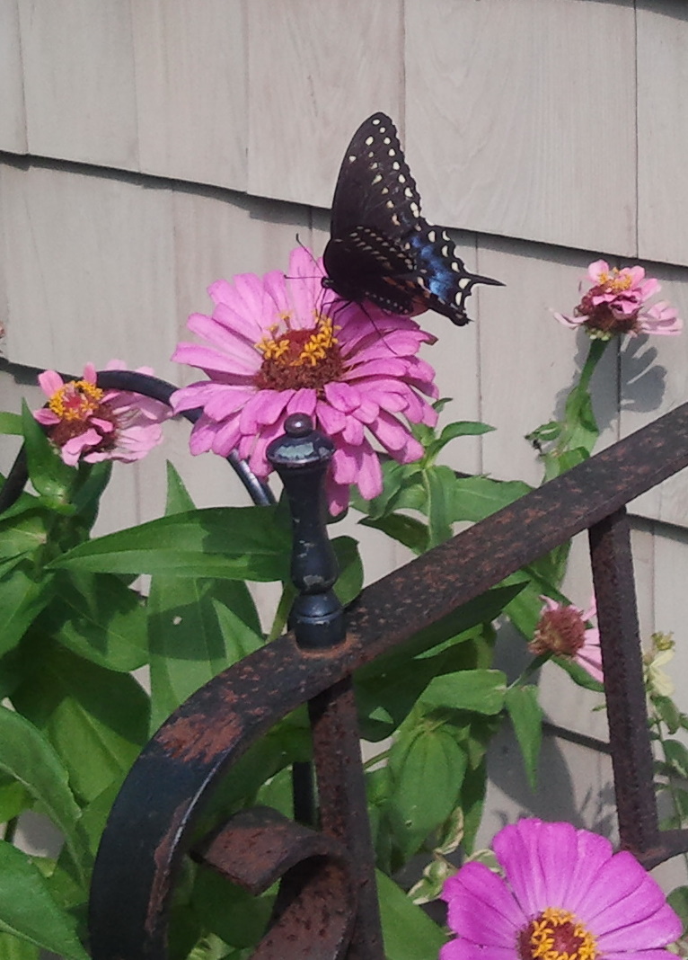 Black Swallowtail