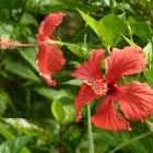 Hibiscus 大紅花