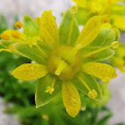 Yellow Mountain Saxifrage