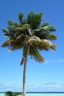 How to get Beaches Images lastet apk for bluestacks
