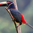 Fiery-billed aracari (Juv.)