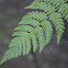 Wood fern