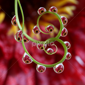 by Wahyudi Barasila - Nature Up Close Natural Waterdrops