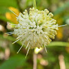 Common Buttonbush