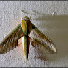 Yam Hawk-Moth