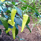 Banana Pepper