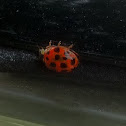 Lady bug