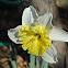 Daffodil