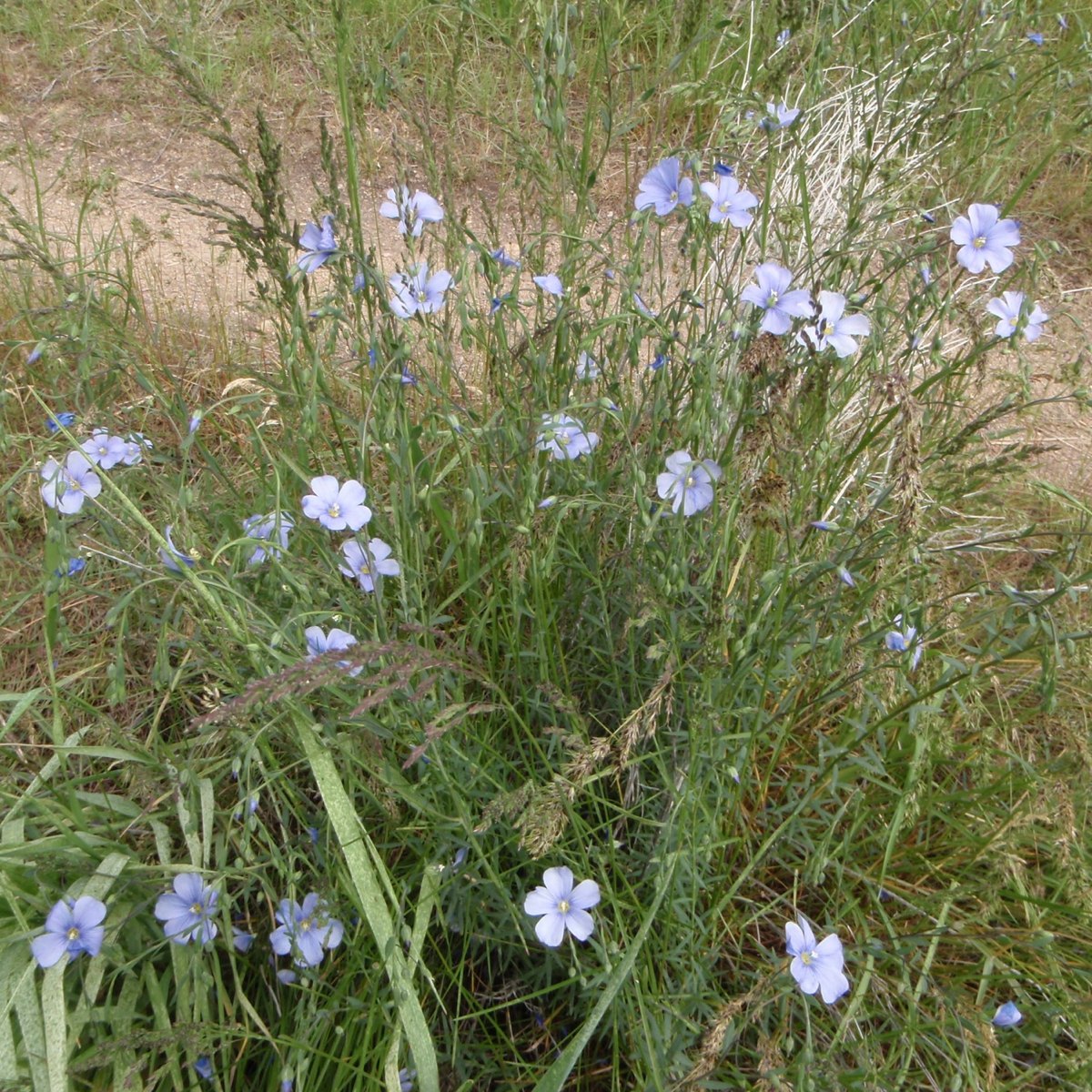 Purple flax