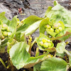 Marsh Marigold (Cowslip)