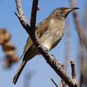 Brown Honeyeater