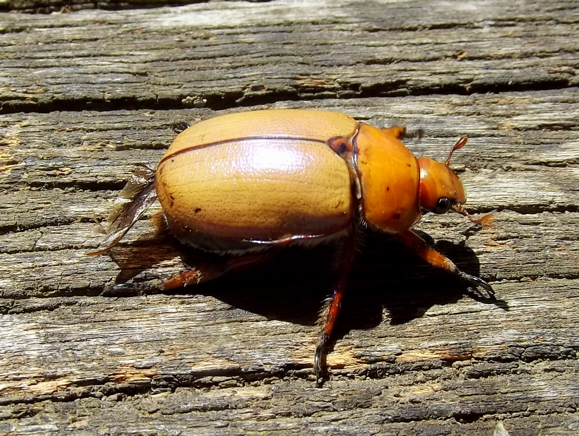 Christmas beetle #4