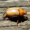 Christmas beetle #4