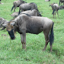 Ñu. Blue Wildebeest