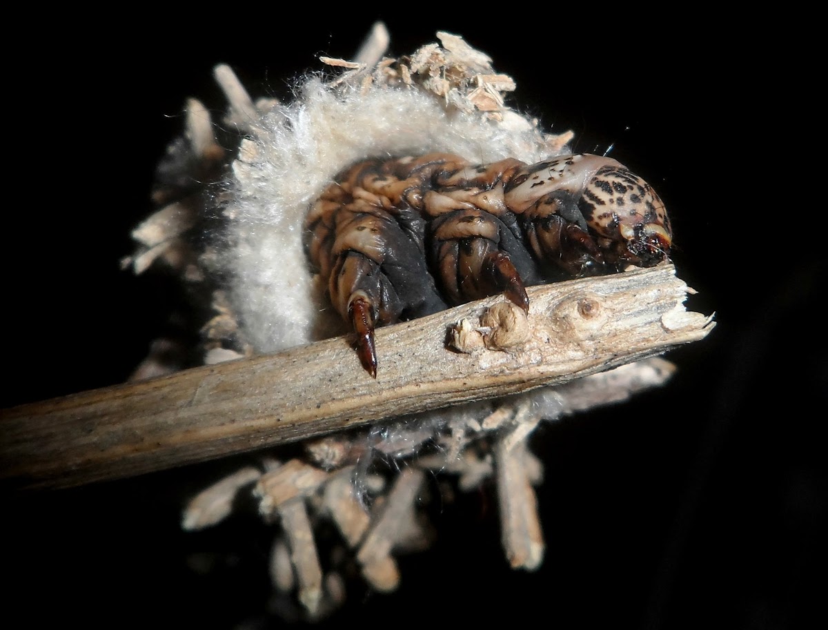 Bagworm moth (1)
