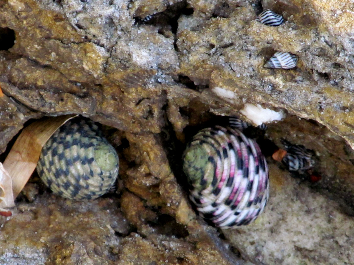 Four-toothed Nerites