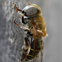 Syrphidae Fly