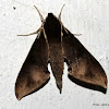 Pale-Edged Mottled Hawkmoth