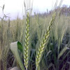Green Wheat ( गेहूँ की बालियाँ )