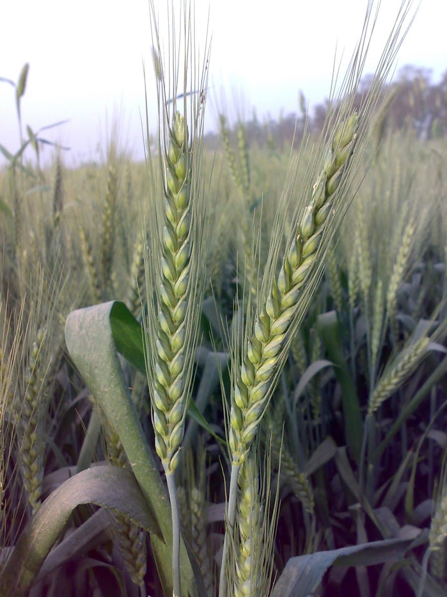 Green Wheat ( गेहूँ की बालियाँ )