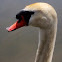 Mute Swan