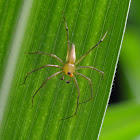 Burmese lynx spider