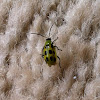 Spotted Cucumber Beetle