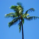 Coconut Palm Tree