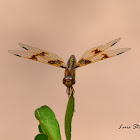 Mexican Amberwing (female)