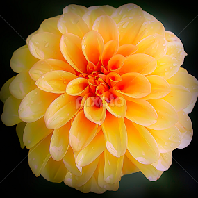 by Asher Jr Salvan - Flowers Single Flower