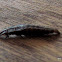 Firefly Larvae