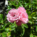 Pink mini-rose