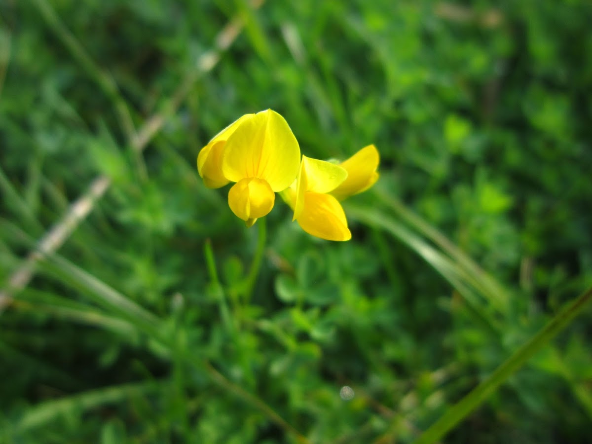 Birdfoot Trefoil