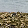 Pied Wagtail