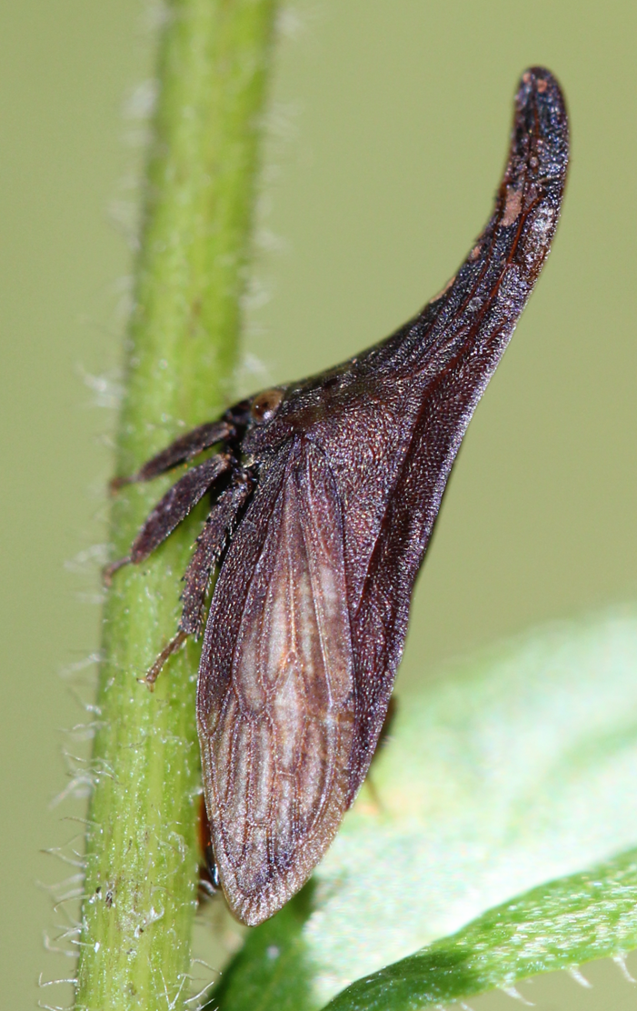 Widefooted Treehopper, Eastern Thornhopper
