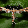 Grape Plume Moth