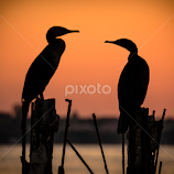 gossip cormorants above the lake by Lupu Radu -  