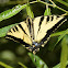 Western Tiger Swallowtail