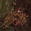 Freshly hatched baby spiders.