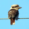 Kookaburra